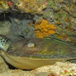 A green turtle lying under a reef overhang, its green-brown shell dotted with a barnacle and a striped remora resting on it, in front of a yellow sponge.