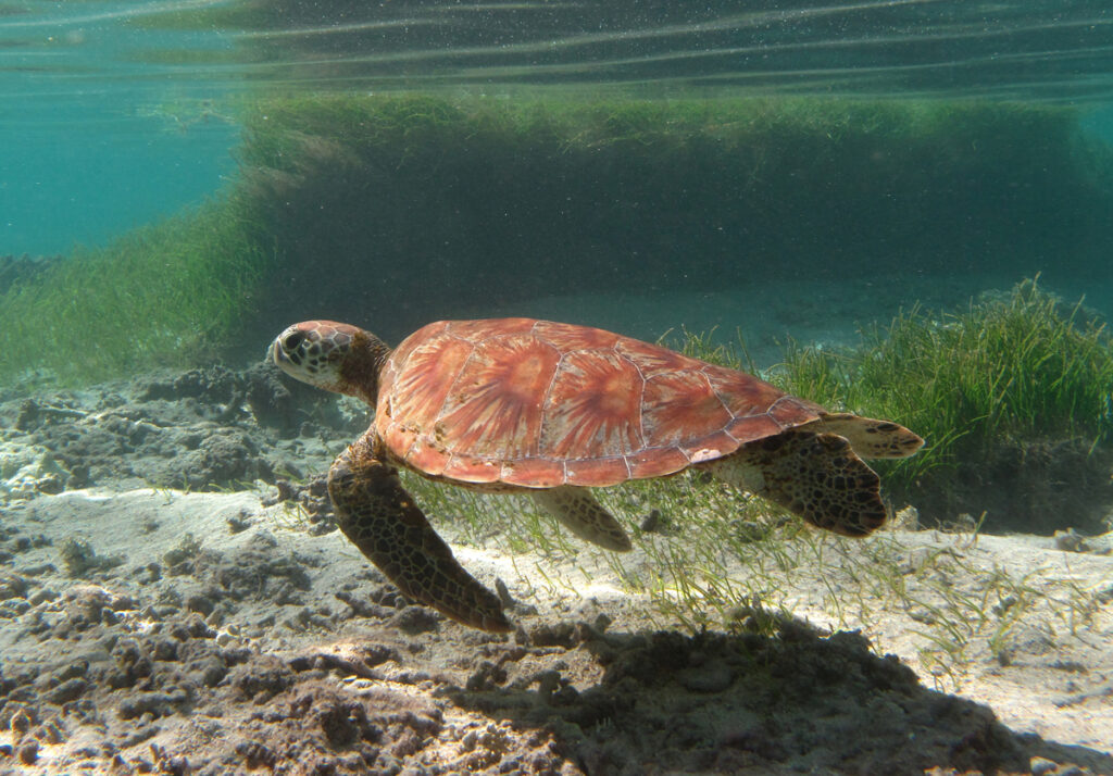 A young green turtle with an orange shell streaked in a fan pattern swims close to the sand, in front of a seagrass bed, just below the surface