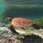 A young green turtle with an orange shell streaked in a fan pattern swims close to the sand, in front of a seagrass bed, just below the surface