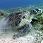 A green turtle grazes the seagrass on the sandy bottom near Marsa Alam, in the Red Sea