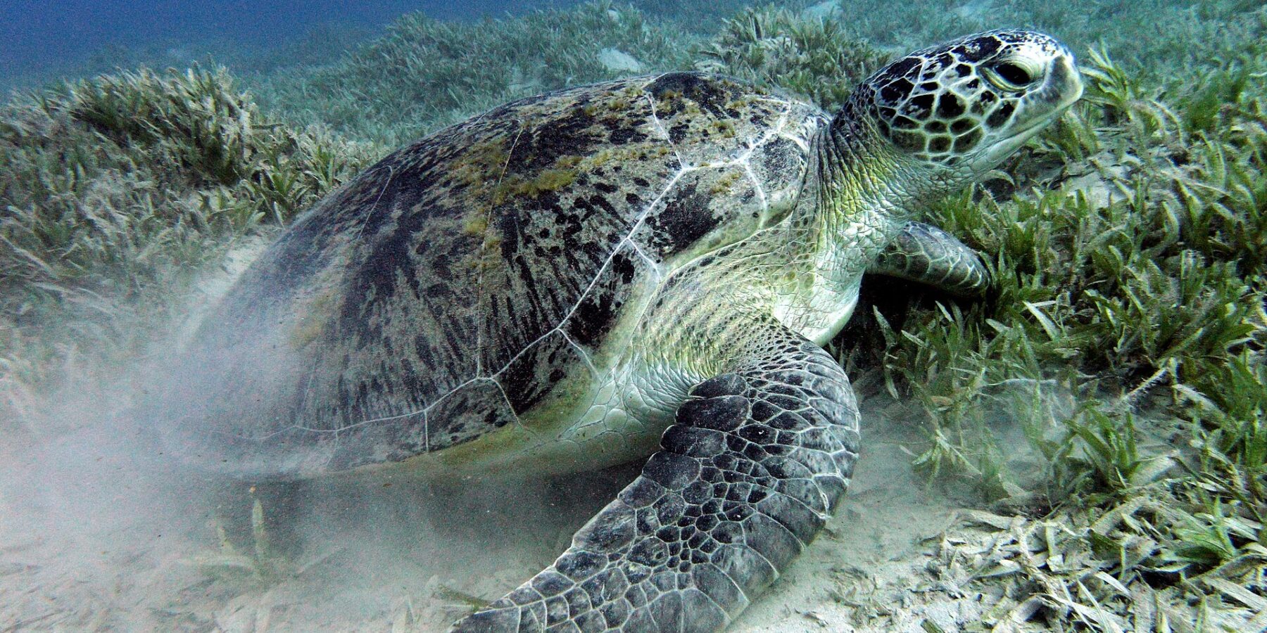 A green turtle grazes the seagrass on the sandy bottom near Marsa Alam, in the Red Sea