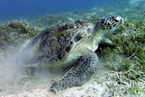 A green turtle grazes the seagrass on the sandy bottom near Marsa Alam, in the Red Sea