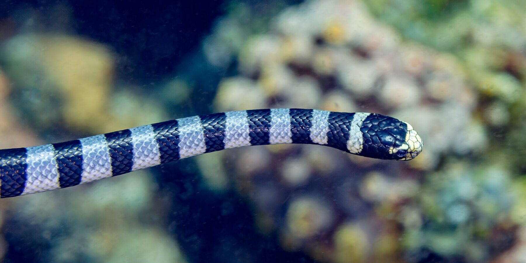 A banded sea krait seen in profile swims horizontally in front of a blurred reef, its black head with a pale yellow snout and lip, its body ringed with black and blue-gray bands