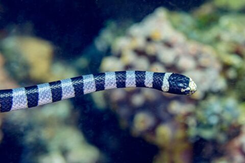 A banded sea krait seen in profile swims horizontally in front of a blurred reef, its black head with a pale yellow snout and lip, its body ringed with black and blue-gray bands