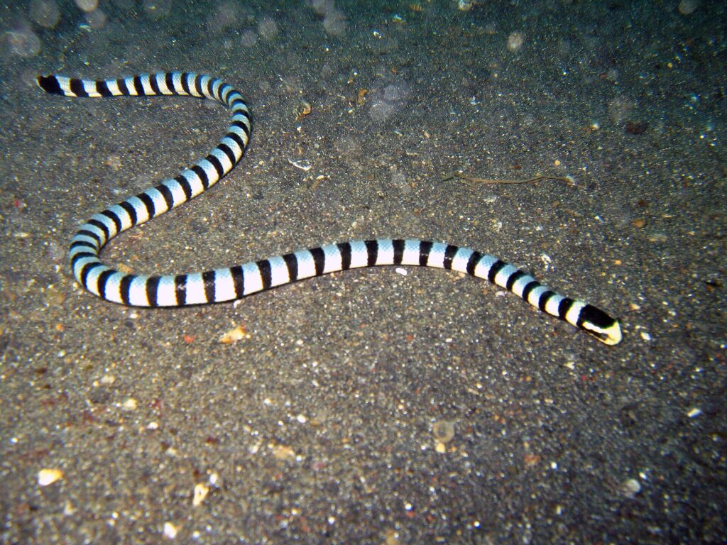 A whole banded sea krait stretched in an S on dark gray volcanic sand, from the tail at top left to the black head with a yellow snout on the right, the body ringed with regular black bands on a bluish-white background