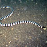 A whole banded sea krait stretched in an S on dark gray volcanic sand, from the tail at top left to the black head with a yellow snout on the right, the body ringed with regular black bands on a bluish-white background