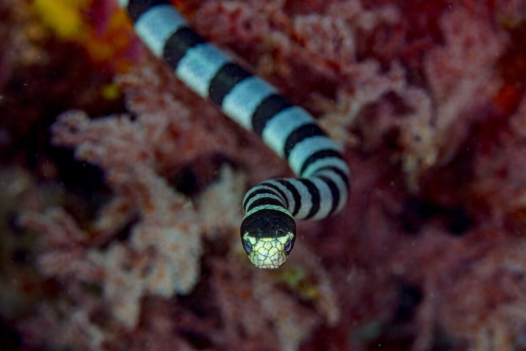 A banded sea krait seen head-on moves toward the camera, the top of its head black, the snout and lips pale yellow between the eyes, the body banded black and blue-gray behind it, in front of blurred red soft corals
