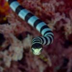 A banded sea krait seen head-on moves toward the camera, the top of its head black, the snout and lips pale yellow between the eyes, the body banded black and blue-gray behind it, in front of blurred red soft corals