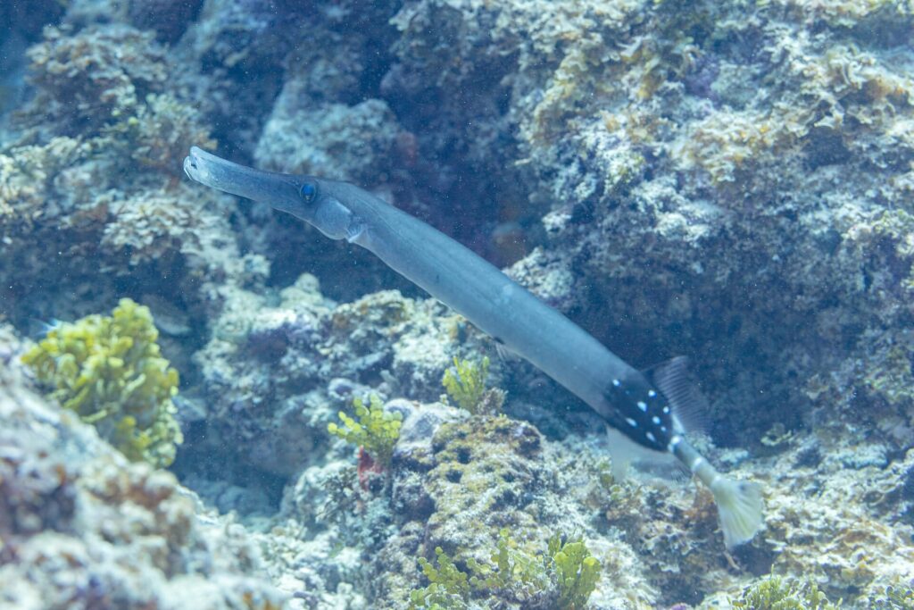 A blue-gray trumpetfish with a long tubular snout glides diagonally above a rocky reef covered in green algae, the back of its body black and dotted with white