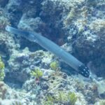 A blue-gray trumpetfish with a long tubular snout glides diagonally above a rocky reef covered in green algae, the back of its body black and dotted with white