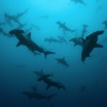 A school of scalloped hammerheads in silhouette in blue-green water, seen from below, about twenty animals