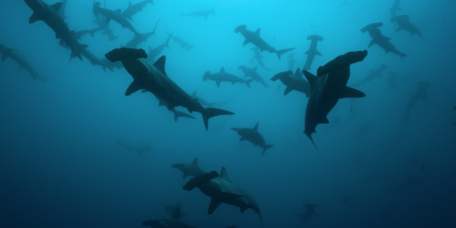 A school of scalloped hammerheads in silhouette in blue-green water, seen from below, about twenty animals