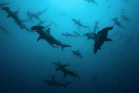 A school of scalloped hammerheads in silhouette in blue-green water, seen from below, about twenty animals