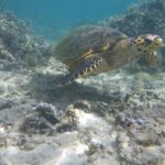 A sea turtle with a narrow, hooked beak swims over sand and branching coral in the clear, shallow water of the lagoon