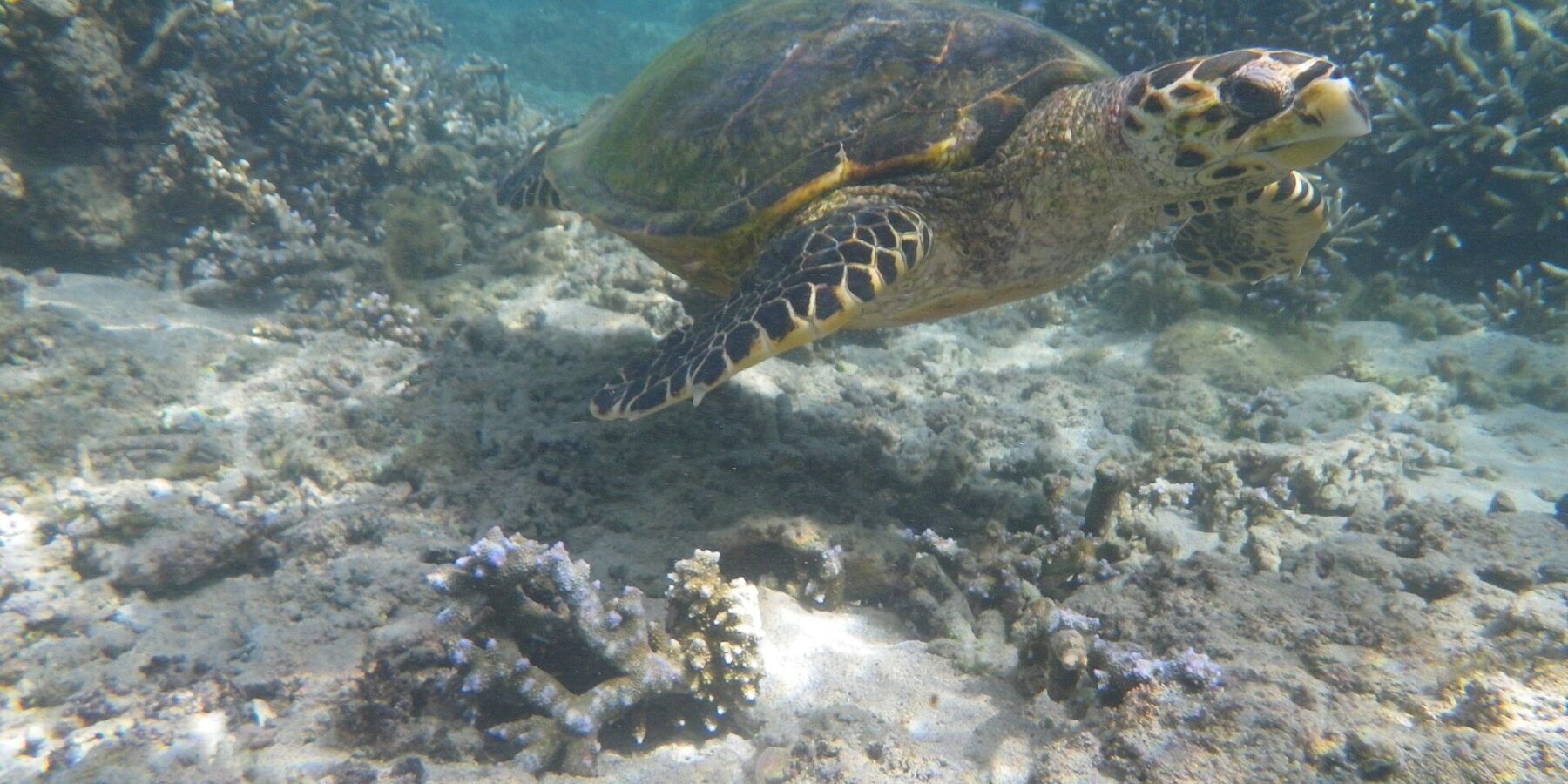 A sea turtle with a narrow, hooked beak swims over sand and branching coral in the clear, shallow water of the lagoon