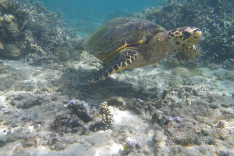 A sea turtle with a narrow, hooked beak swims over sand and branching coral in the clear, shallow water of the lagoon