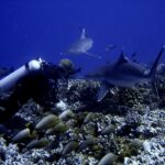 A diver just above a coral bottom watches two sharks pass very close to him, above a school of gray fish with yellow tails, in deep blue water