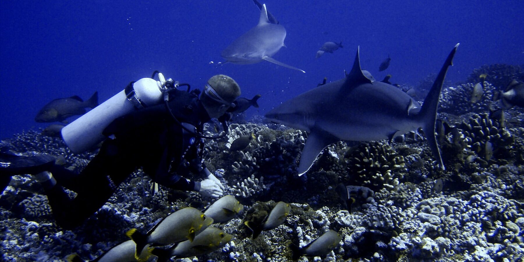 A diver just above a coral bottom watches two sharks pass very close to him, above a school of gray fish with yellow tails, in deep blue water