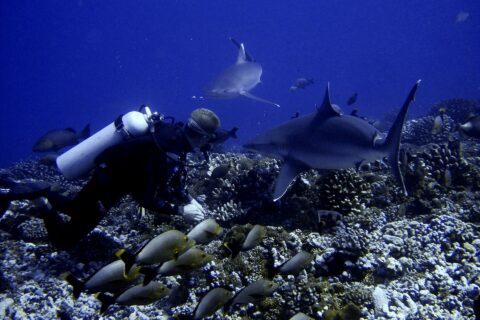 A diver just above a coral bottom watches two sharks pass very close to him, above a school of gray fish with yellow tails, in deep blue water