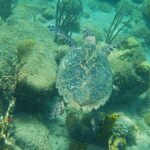 A hawksbill turtle seen from above swims just over rocks covered in algae, brain corals, gorgonians and yellow tube sponges, in green-turquoise water