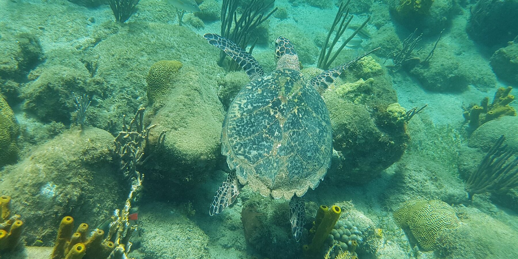 A hawksbill turtle seen from above swims just over rocks covered in algae, brain corals, gorgonians and yellow tube sponges, in green-turquoise water