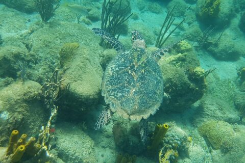 A hawksbill turtle seen from above swims just over rocks covered in algae, brain corals, gorgonians and yellow tube sponges, in green-turquoise water