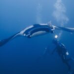 An oceanic manta, wings spread, gliding head-on toward a diver who lights it with a torch, a remora on its black back with white shoulders and bubbles rising in the blue.