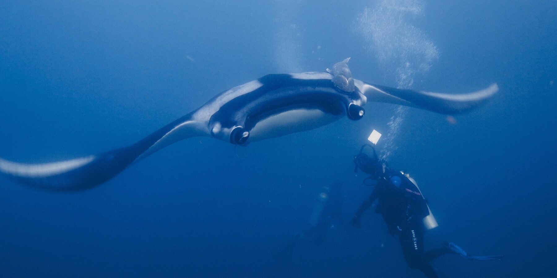 An oceanic manta, wings spread, gliding head-on toward a diver who lights it with a torch, a remora on its black back with white shoulders and bubbles rising in the blue.