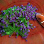 Close-up of an anemone with green, purple-tipped tentacles, nestled in the orange-red folds of its column, approached from the right by a pink anemonefish with a white stripe