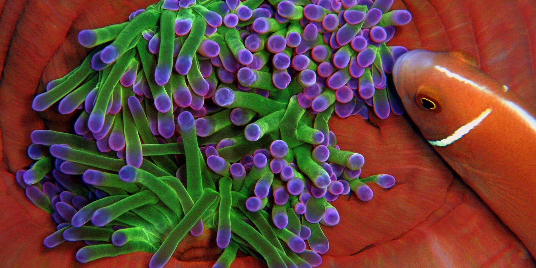 Close-up of an anemone with green, purple-tipped tentacles, nestled in the orange-red folds of its column, approached from the right by a pink anemonefish with a white stripe
