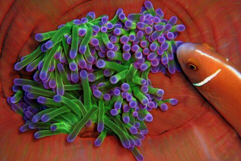 Close-up of an anemone with green, purple-tipped tentacles, nestled in the orange-red folds of its column, approached from the right by a pink anemonefish with a white stripe
