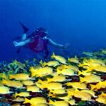 Seen from the front, a diver with arms spread glides above a thick school of blue-striped yellow snappers covering the reef, in deep blue water.