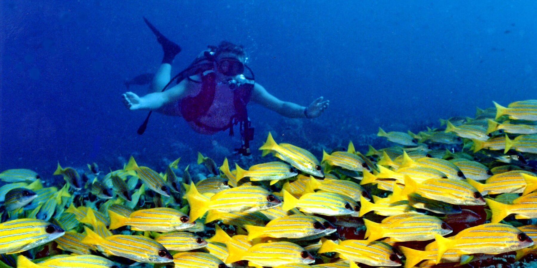 Seen from the front, a diver with arms spread glides above a thick school of blue-striped yellow snappers covering the reef, in deep blue water.