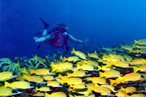 Seen from the front, a diver with arms spread glides above a thick school of blue-striped yellow snappers covering the reef, in deep blue water.