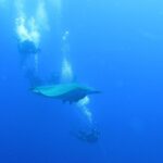 A mobula ray passes between divers holding the boat's line, in the deep blue of Princess Alice Bank