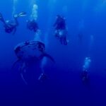 A spotted whale shark seen head-on swimming in the deep blue, surrounded by about ten divers whose bubbles rise toward the surface.
