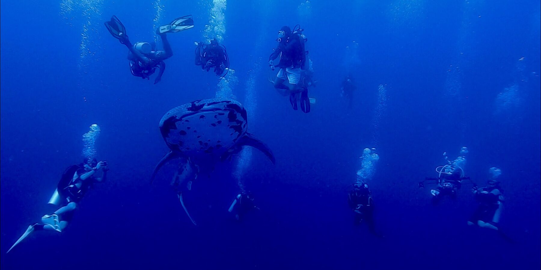 A spotted whale shark seen head-on swimming in the deep blue, surrounded by about ten divers whose bubbles rise toward the surface.
