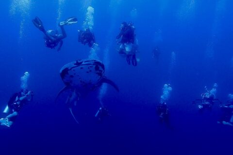 A spotted whale shark seen head-on swimming in the deep blue, surrounded by about ten divers whose bubbles rise toward the surface.
