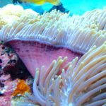 A sea anemone with raised white tentacles and a pink base, with a blurred diver in yellow fins in the background, in the Njao channel