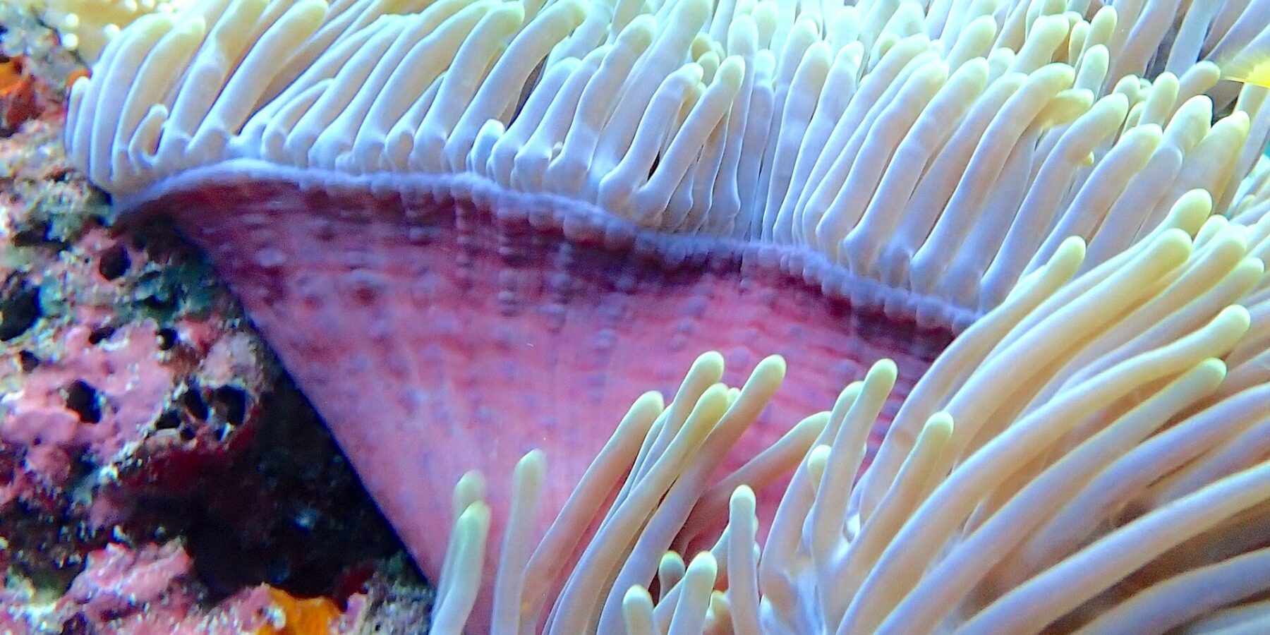A sea anemone with raised white tentacles and a pink base, with a blurred diver in yellow fins in the background, in the Njao channel