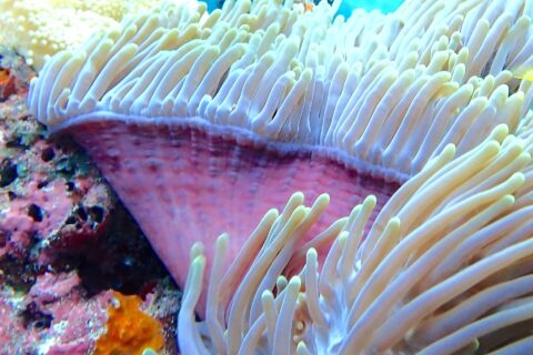 A sea anemone with raised white tentacles and a pink base, with a blurred diver in yellow fins in the background, in the Njao channel