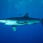 A streamlined blue shark swims below the surface with two striped pilot fish, at Condor Bank
