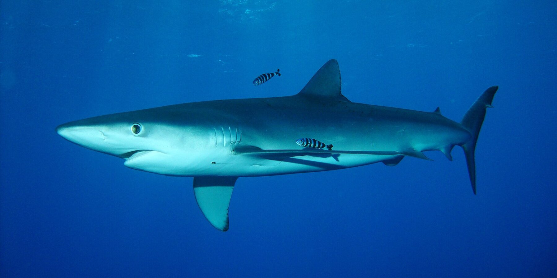 A streamlined blue shark swims below the surface with two striped pilot fish, at Condor Bank