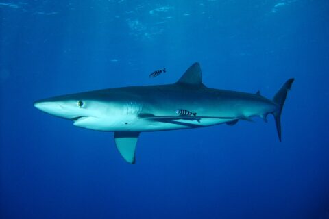 A streamlined blue shark swims below the surface with two striped pilot fish, at Condor Bank