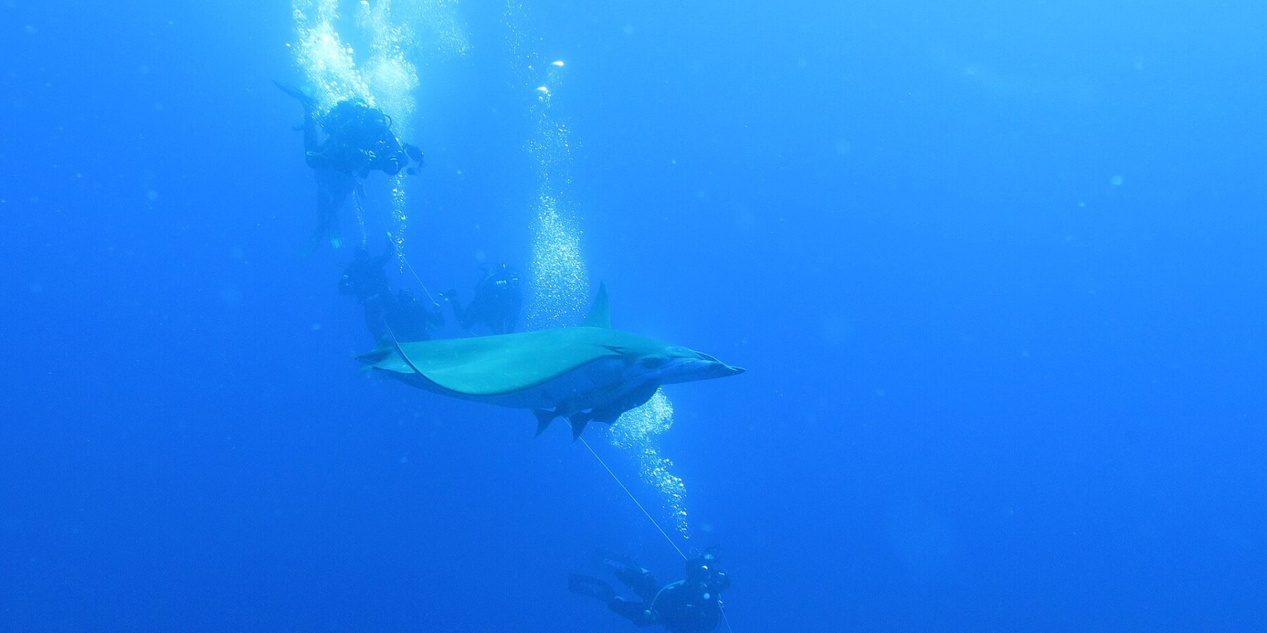 A mobula ray passes between divers holding the boat's line, in the deep blue of Princess Alice Bank