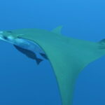 A mobula ray seen from the side swims to the left, olive green back and white belly, two remoras stuck under its body and its sickle-shaped wing dipping down, in clear blue water