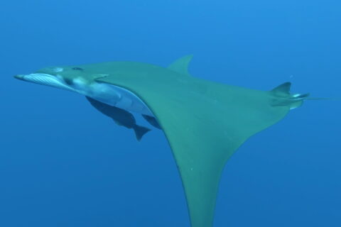 A mobula ray seen from the side swims to the left, olive green back and white belly, two remoras stuck under its body and its sickle-shaped wing dipping down, in clear blue water