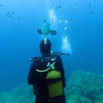 A diver in a black wetsuit with a yellow tank, seen from behind, faces a dusky grouper swimming toward him in open blue water, above algae-covered rocks and among dozens of small fish.