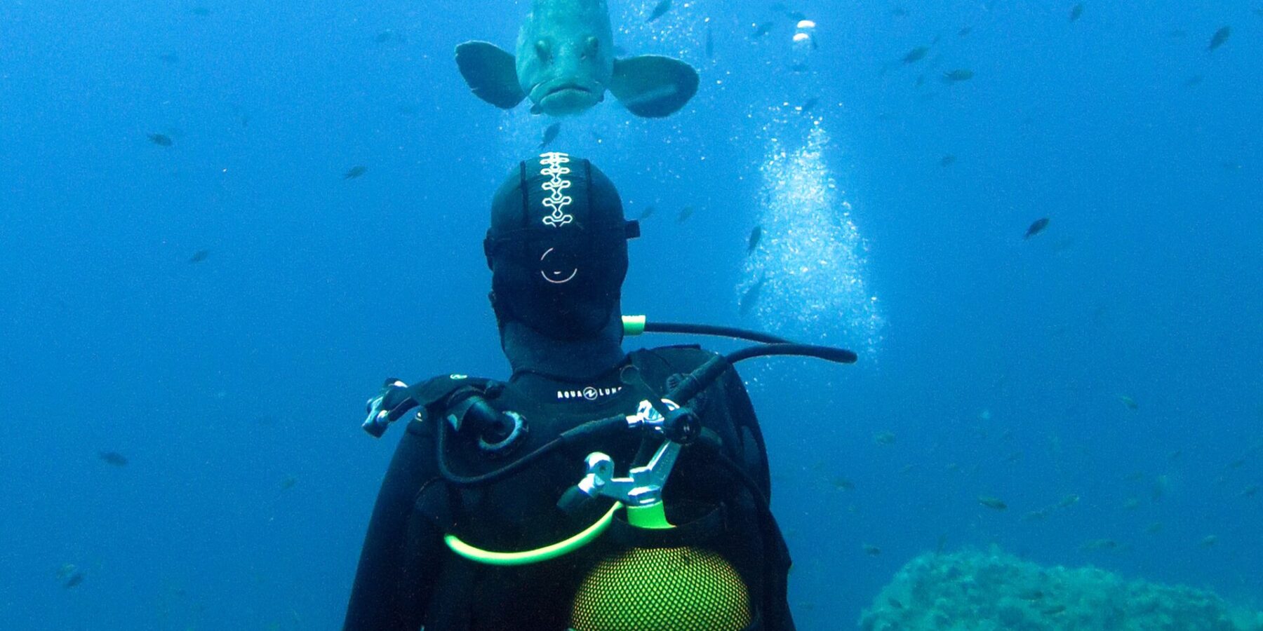 A diver in a black wetsuit with a yellow tank, seen from behind, faces a dusky grouper swimming toward him in open blue water, above algae-covered rocks and among dozens of small fish.