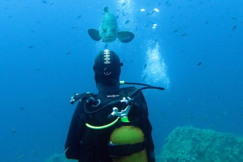 A diver in a black wetsuit with a yellow tank, seen from behind, faces a dusky grouper swimming toward him in open blue water, above algae-covered rocks and among dozens of small fish.